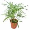 Trachycarpus Princeps New Form - Totale Hoogte 70-90 Cm - Pot Ø 26 Cm