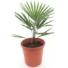 Trachycarpus Princeps X Wagnerianus - Pot Ø 23 Cm