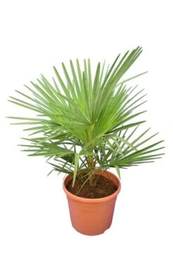 Trachycarpus Wagnerianus X Princeps - Totale Hoogte 60-90 Cm - Pot Ø 23 Cm