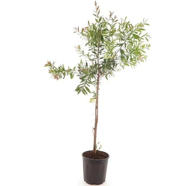 Callistemon Laevis - Stam 70-80 Cm 1 Callistemon Laevis - Stam 70-80 Cm