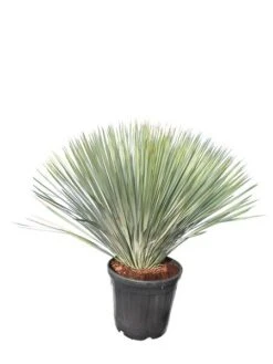 Yucca Rostrata - Totale Hoogte 100-120 Cm - Pot 35 Ltr [pallet]