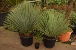Yucca Rostrata - Totale Hoogte 100-120 Cm - Pot 35 Ltr [pallet] -Loofbomen Winkel 1994346162