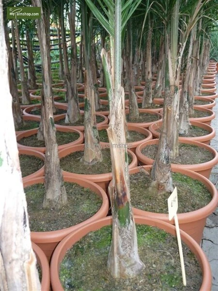 Syagrus Romanzoffiana Sp. Santa Catarina - Totale Hoogte 150+ Cm - Pot Ø 24 Cm 2 Syagrus Romanzoffiana Sp. Santa Catarina - Totale Hoogte 150+ Cm - Pot Ø 24 Cm - Afbeelding 2