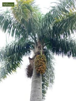 Syagrus Romanzoffiana Sp. Santa Catarina - Totale Hoogte 150+ Cm - Pot Ø 24 Cm 7 Syagrus Romanzoffiana Sp. Santa Catarina - Totale Hoogte 150+ Cm - Pot Ø 24 Cm -Loofbomen Winkel 1994346435
