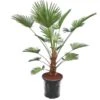 Trachycarpus Wagnerianus Frosty - Stam 50-60 Cm - Totale Hoogte 170-190 Cm - Pot Ø 32 Cm [pallet]