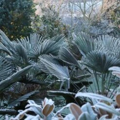 Trachycarpus Wagnerianus Frosty - Stam 50-60 Cm - Totale Hoogte 170-190 Cm - Pot Ø 32 Cm [pallet] -Loofbomen Winkel 1994349333