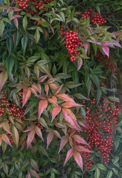 Nandina Domestica - Pot Ø 24 Cm 3 Nandina Domestica - Pot Ø 24 Cm - Afbeelding 3