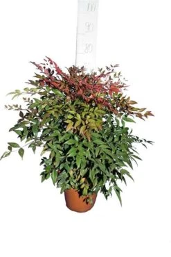 Nandina Domestica - Pot Ø 24 Cm 9 Nandina Domestica - Pot Ø 24 Cm -Loofbomen Winkel 1994349981