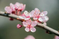 Prunus Dulcis - Pot Ø 26 Cm -Loofbomen Winkel 1994352204