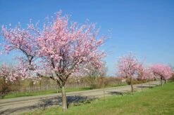 Prunus Dulcis - Pot Ø 26 Cm -Loofbomen Winkel 1994352210