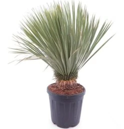 Yucca Rostrata - Stam 20-30 Cm - Totale Hoogte 80-100 Cm - Pot Ø 35 Cm [pallet]