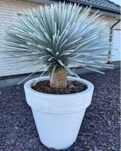 Yucca Rostrata - Stam 20-30 Cm - Totale Hoogte 80-100 Cm - Pot Ø 35 Cm [pallet] -Loofbomen Winkel 1995853602
