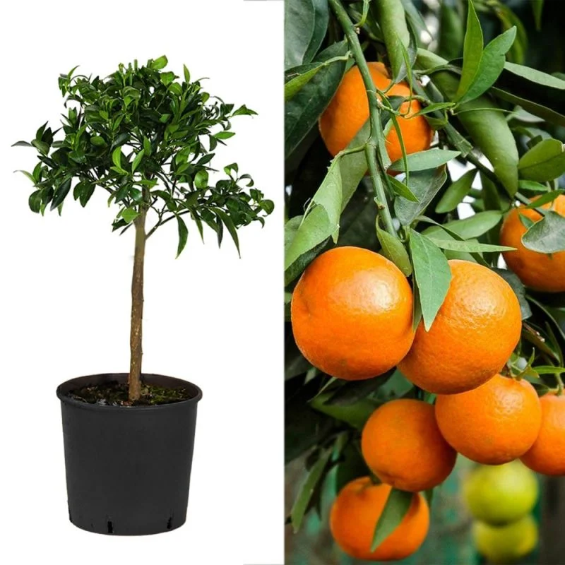 Loofbomen Winkel 49 Loofbomen Winkel -Loofbomen Winkel 336281 1