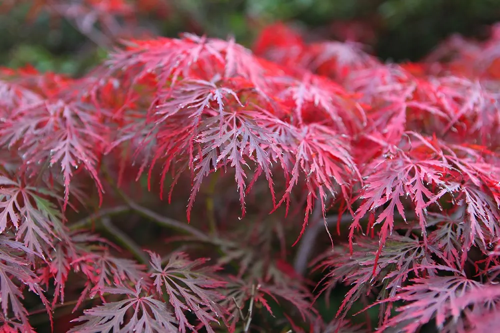 Loofbomen Winkel 13 Loofbomen Winkel -Loofbomen Winkel acer garnet1 SH